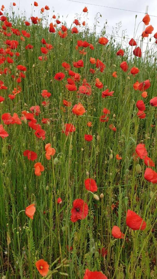 Ferienwohnung Mohnwiese Und Blumenwiese Willingen  Eksteriør billede